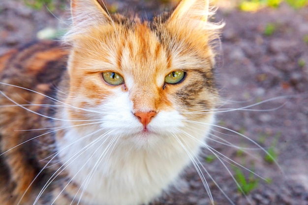 Bellissimo gatto soriano domestico dai capelli corti