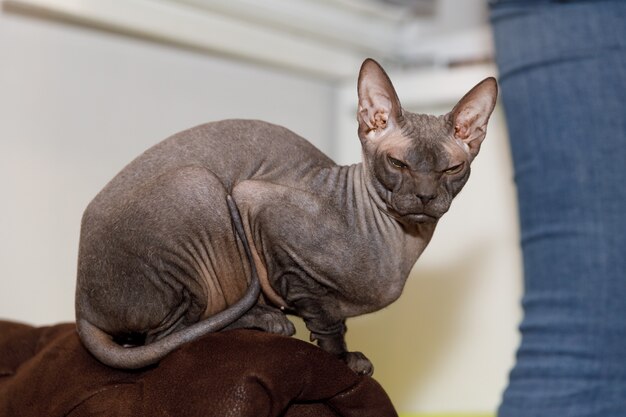 Bellissimo gatto sphynx grigio glabro a casa