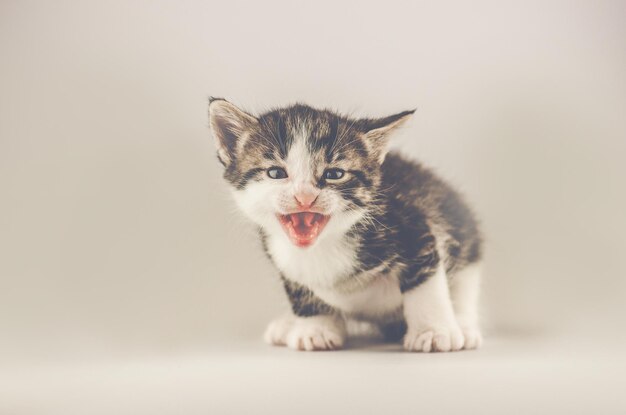 Bellissimo gatto su sfondo chiaro Gattino carino tabby Spazio vuoto per la copia