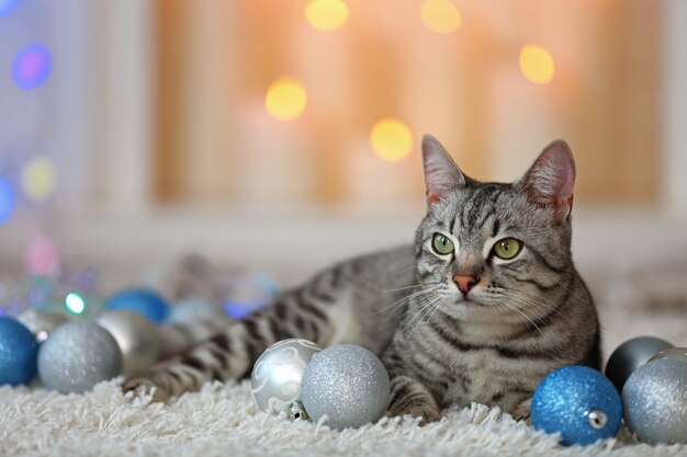 Bellissimo gatto su sfondo chiaro