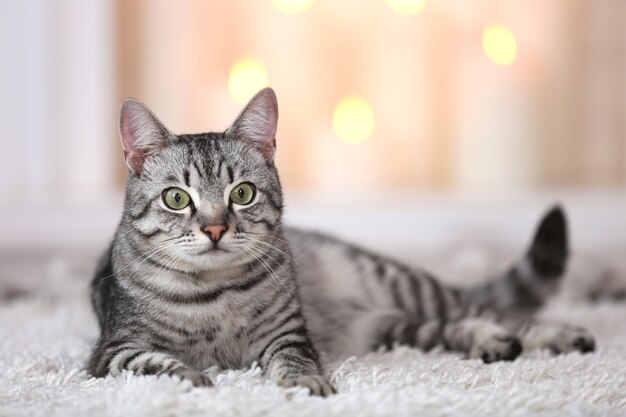 Bellissimo gatto su sfondo chiaro