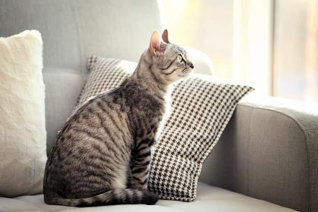 Bellissimo gatto sul divano di close-up