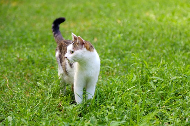 Bellissimo gatto sull'erba verde nel parco