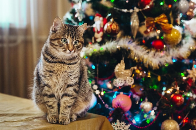 bellissimo gatto vicino all'albero di Capodanno