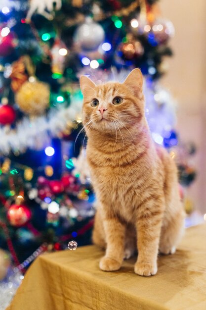 bellissimo gatto vicino all'albero di Capodanno