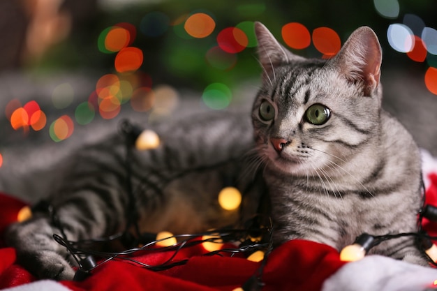 Bellissimo gatto vicino all'albero di Natale con decorazioni