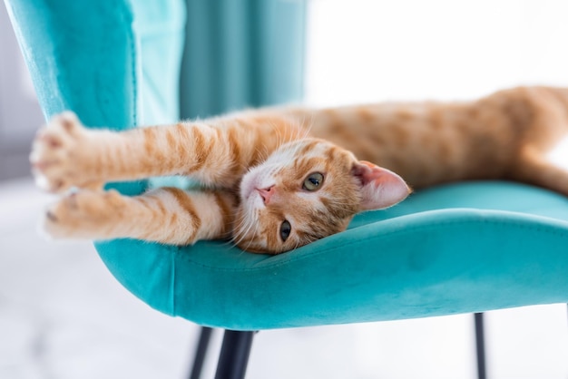 Bellissimo gatto zenzero che si allunga su una sedia blu di velluto