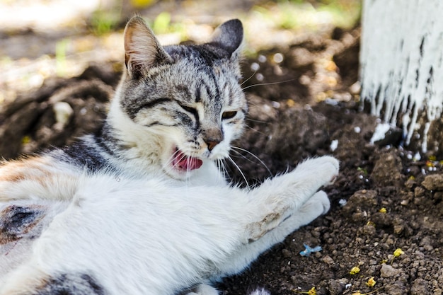 Bellissimo gatto