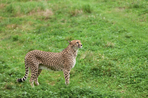 Bellissimo ghepardo gatto selvatico in un parco naturale