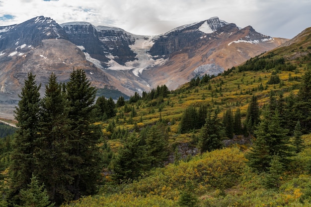 Bellissimo ghiacciaio innevato con alberi e montagne nel Parco Nazionale di Japser, Alberta, Canada