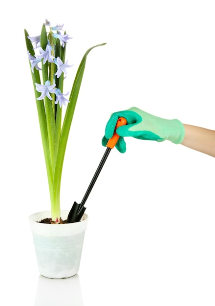 Bellissimo giacinto in vaso e mano del giardiniere foto concettuale cura dei fiori isolata su bianco