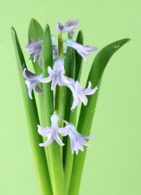 Bellissimo giacinto sul colore di sfondo