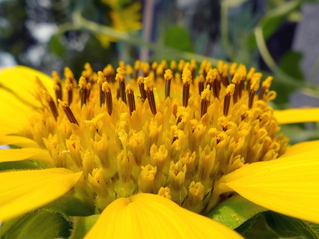 Bellissimo giallo girasole