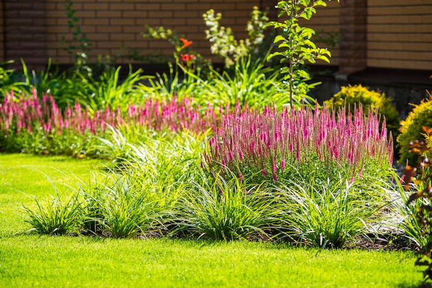 Bellissimo giardino con vegetazione vibrante