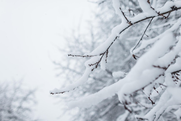 bellissimo giardino d'inverno con neve sui rami degli alberi. Fredda natura invernale innevata