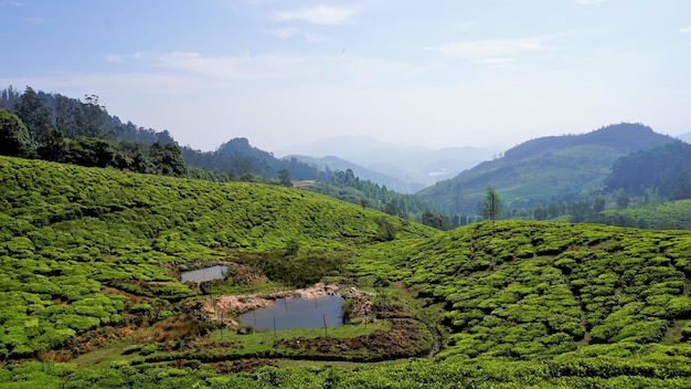 Bellissimo giardino da tè o piantagioni di tè da Ooty Lush green Fotografia del paesaggio di Nilgiri