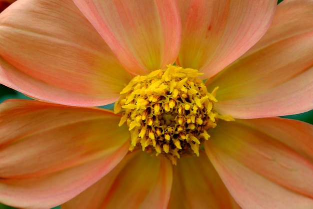 Bellissimo giardino dalia fiore primo piano in una soleggiata giornata autunnale macrofotografia