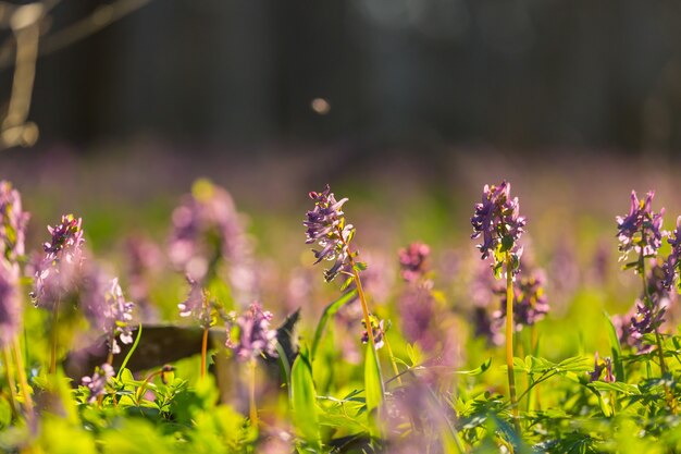 Bellissimo giardino di fiori primaverili. Sfondo naturale.