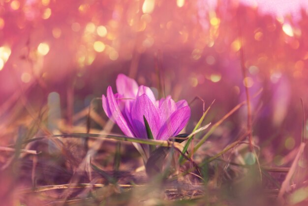 Bellissimo giardino di fiori primaverili