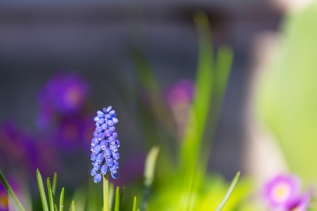 Bellissimo giardino di fiori primaverili