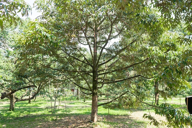 Bellissimo giardino Durian nel sud della Thailandia