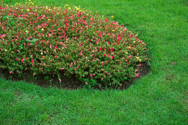 Bellissimo giardino fiori colorati in parco in stile asiatico per sfondo verde