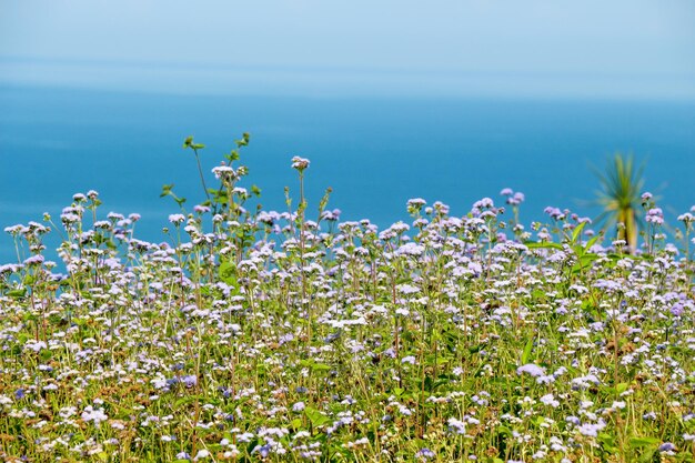 Bellissimo giardino fiorito colorato con vari fiori