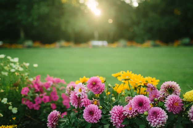 Bellissimo giardino fiorito con astri fioriti e fiori diversi alla luce del sole