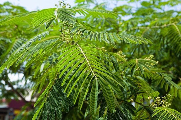 Bellissimo giardino frondoso e verde con grandi felci