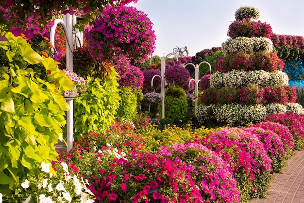 Bellissimo giardino o parco con molte petunie e altri fiori