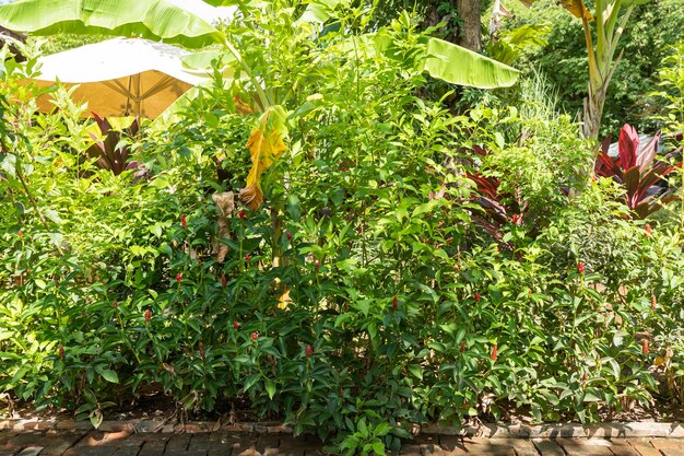 Bellissimo giardino paesaggistico con fiori nel vecchio villaggio di Kampot