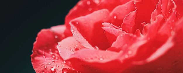 Bellissimo giardino rosa fiore e rugiada mattutina, fioritura floreale e bellezza in primo piano della natura