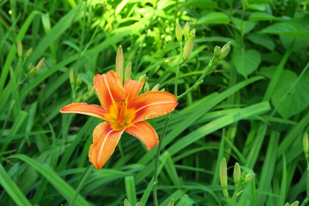 bellissimo giglio arancione che cresce nel giardino