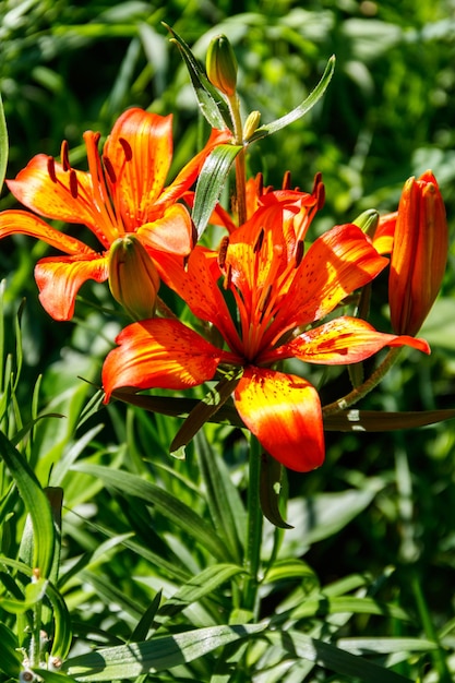 Bellissimo giglio arancione sull'aiuola in giardino