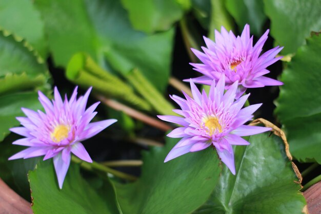 Bellissimo giglio d'acqua o fiore di loto nello stagno