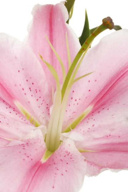 Bellissimo giglio rosa, primo piano