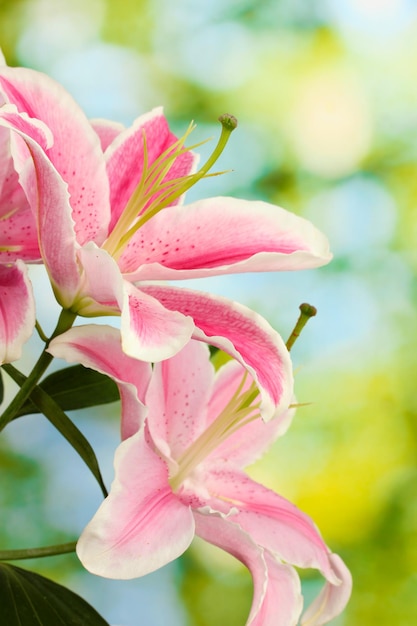 Bellissimo giglio rosa, su sfondo verde