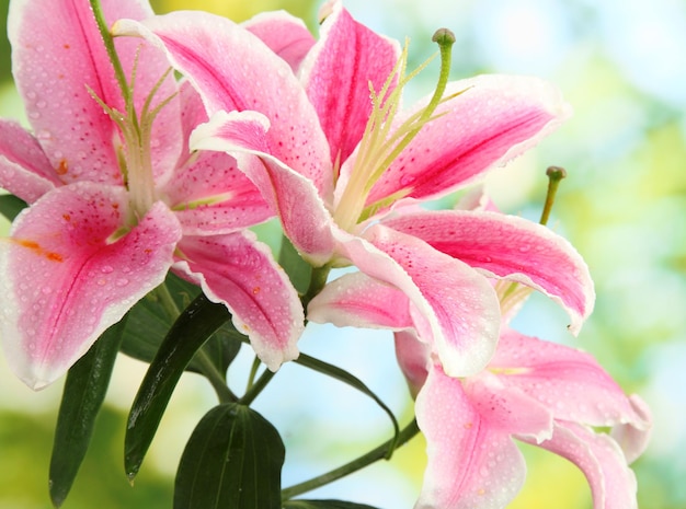 Bellissimo giglio rosa, su sfondo verde