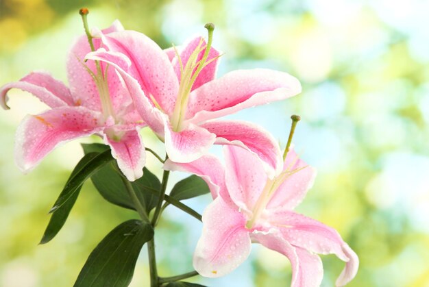 Bellissimo giglio rosa, su sfondo verde