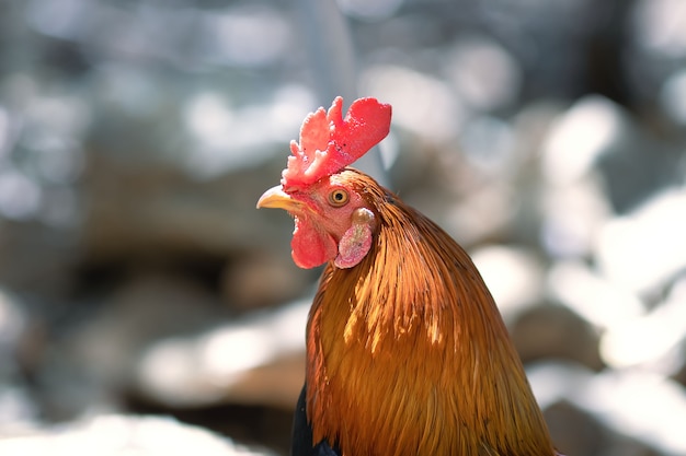 Bellissimo giovane gallo sullo sfondo della natura