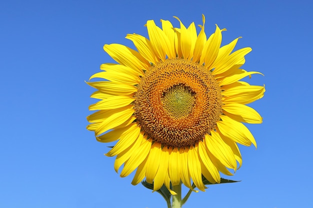 Bellissimo girasole che fiorisce nei campi.