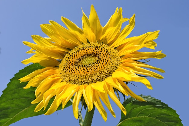 Bellissimo girasole contro il cielo blu Fiori e piante