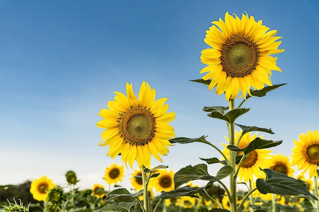 Bellissimo girasole giallo nel campo contro il cielo blu con nuvole bianche