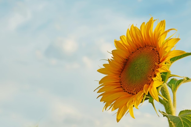 Bellissimo girasole in campo