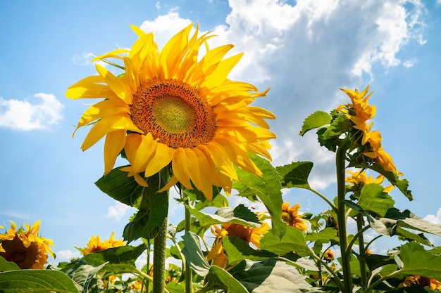 Bellissimo girasole in fiore Fiori di girasole gialli in fiore sul campo di girasoli