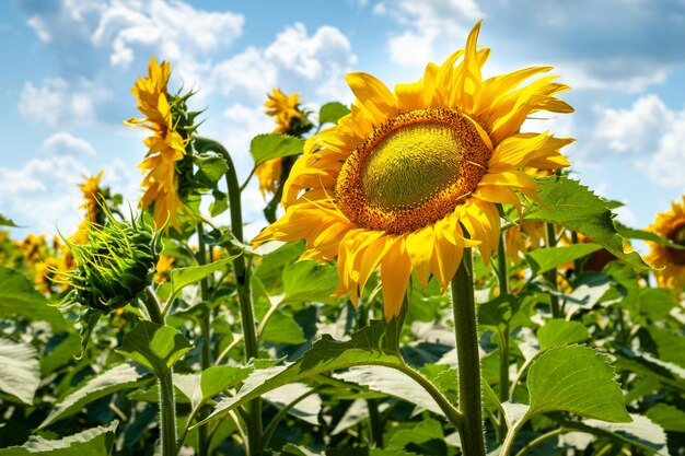 Bellissimo girasole in fiore Fiori di girasole in fiore sul campo di girasoli e cielo nuvoloso blu