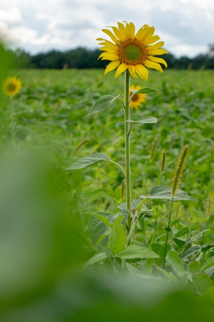 Bellissimo girasole in fiore su un campo agricolo in una giornata nuvolosa estiva contro il cielo. Il concetto di coltivazione di prodotti biologici