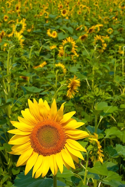 Bellissimo girasole in un campo