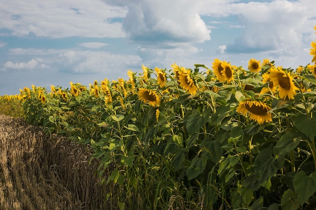 Bellissimo girasole in una giornata di sole con uno sfondo naturale Messa a fuoco selettiva Foto di alta qualità