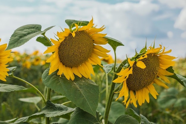 Bellissimo girasole in una giornata di sole con uno sfondo naturale Messa a fuoco selettiva Foto di alta qualità